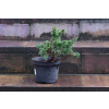 Jałowiec chiński Shimpaku - Juniperus chinensis 0087