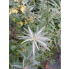 Rokitnik zwyczajny-Hippophae rhamnoides