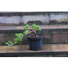 Jałowiec rozesłany Nana - Juniperus procumbens 0024