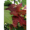 Klon czerwony - Acer rubrum