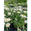 Złocień wielki Silver Princess-Leucanthemum maximum