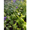 Platykodon niebieski-Platycodon grandiflorus