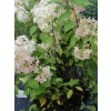 Hortensja bukietowa Grandiflora-Hydrangea paniculata