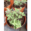 Kocimiętka Faassena Six Hill`s Giant - Nepeta faassenii