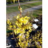 Forsycja pośrednia Spectabilis-Forsythia x intermedia