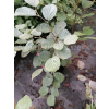 Fotergilla mieszańcowa Blue Shadow-Fothergilla x intermedia