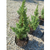 Jałowiec Pinga Loderi-Juniperus pingii