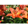 Lilia azjatycka Abbeville`s Pride - Lilium asiatic