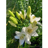 Lilia azjatycka Ivory Pixie-Lilium asiatic