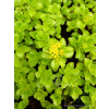 Rozchodnik kaukaski-Sedum spurium