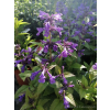 Kocimiętka żyłkowa Neptune - Nepeta nervosa