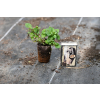 Oregano Dingle Fairy - Origanum vulgare