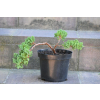 Jałowiec rozesłany Nana - Juniperus procumbens 0019