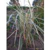 Miskant chiński Variegatus-Miscanthus sinensis