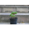 Jałowiec rozesłany Nana - Juniperus procumbens 0020