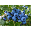 Borówka Sapphire - Vaccinium
