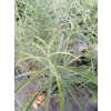 Wierzba płożąca Rosmarnifolia - Salix repens