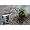 Oregano Kent Beauty - Origanum rotundifolium