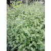Mięta truskawkowa - Mentha species