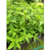 Hortensja bukietowa Mega Pearl-Hydrangea paniculata