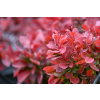 Berberys Thunberga Ruby Star - Berberis thunbergii