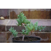 Jalowiec łuskowy Holger - Juniperus squamata 0005