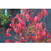 Trzmielina oskrzydlona Rudy Haag-Euonymus alatus