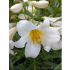 Lilia drzewiasta Forever-Lilium oriental
