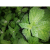 Mięta ogrodowa-Mentha