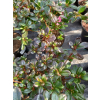 Azalia japońska - Azalea japonica
