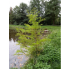 Cypryśnik błotny-Taxodium distichum