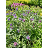 Chaber górski-Centaurea montana