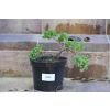 Jałowiec rozesłany Nana - Juniperus procumbens 0026
