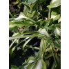 Funkia falista-Hosta