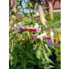 Lilia drzewiasta Flashpoint-Lilium oriental