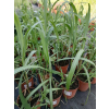 Miskant chiński Memory - Miscanthus sinensis