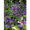 Kocimiętka żyłkowa Neptune - Nepeta nervosa