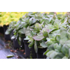 Rozchodnik ogrodowy Globe Yellow - Sedum hybridum