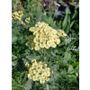Krwawnik pospolity - Achillea millefolium Colorado