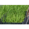Trawa pampasowa - Cortaderia selloana