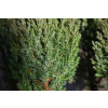 Jałowiec chiński Stricta - Juniperus chinensis