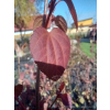 Grujecznik japoński-Cercidiphyllum japonicum