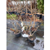Forsycja pośrednia Beatrix Farrand-Forsythia x intermedia