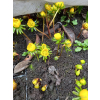 Rannik cylicyjski - Eranthis cilicica Rannik cylicyjski - Eranthis cilicica