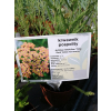 Krwawnik pospolity Milly Rock Yellow Terracotta - Achillea millefolium