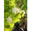 Kalina koralowa Park Harvest-Viburnum opulus