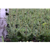 Jodła Frasera-Abies fraseri
