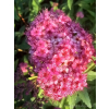 Tawuła japońska Neon Flash-Spiraea japonica