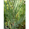 Jałowiec skalny Blue Arrow - Juniperus scopulorum