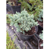 Jałowiec łuskowy Blue Star-Juniperus squamata